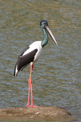 Black-necked Stork - Male