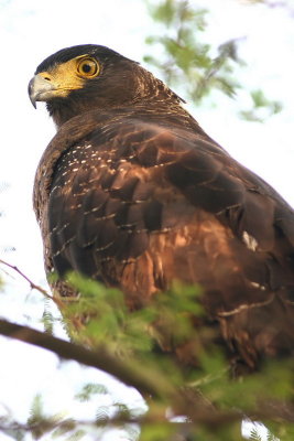 Crested Serpent Eagle