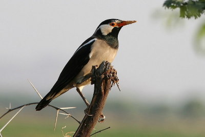g6/87/694187/3/71575348.GB65lfSX.jpg