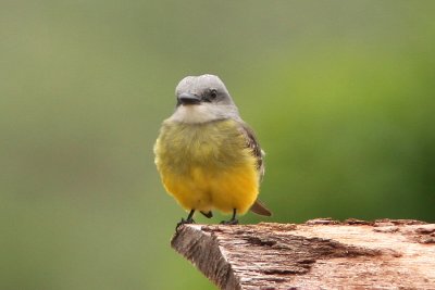 Tropical Kingbird