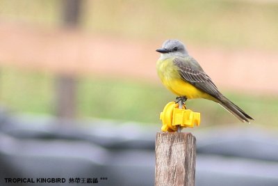 Tropical Kingbird