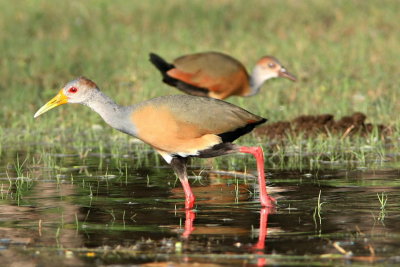 Gray-necked Wood-rail