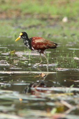 Northern Jacana