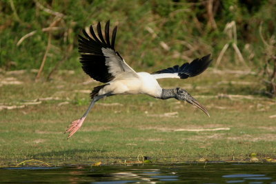 Jabiru