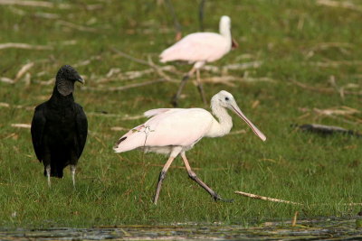 Roseate Spoonbill