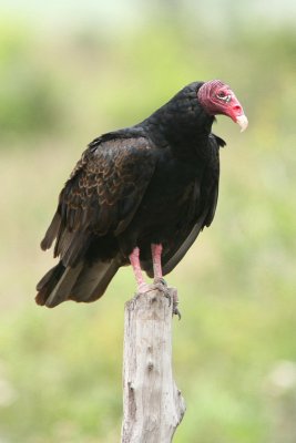 Turkey Vulture