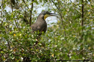 Bare-throated Tiger Heron