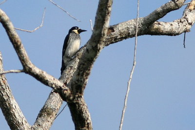 Acorn Woodpecker