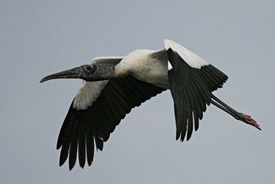 Wood Stork