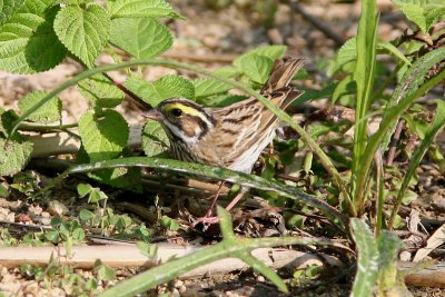Yellow Browed Bunting