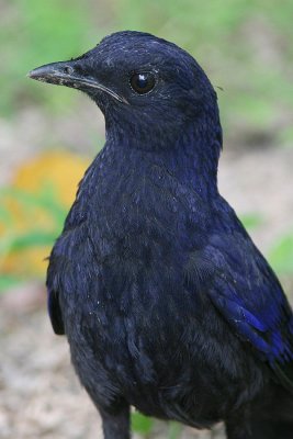 Violet Whistling Thrush