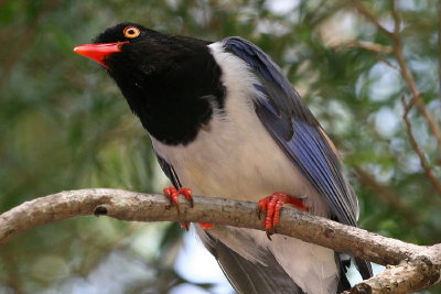 Blue Magpie