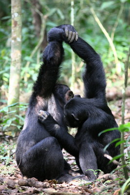 Chimpanzee