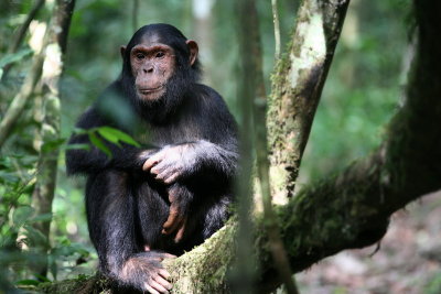 Chimpanzee