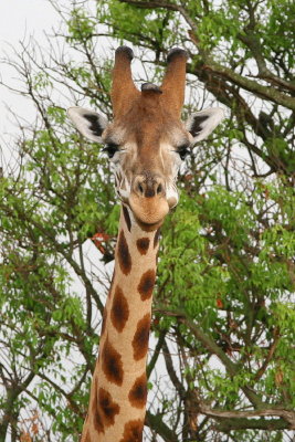 Giraffe