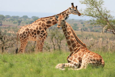 Giraffe