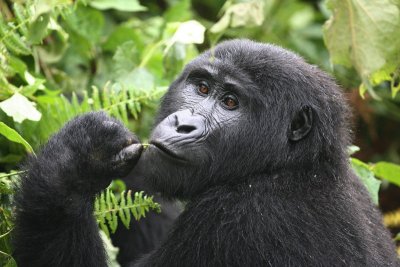 Mountain Gorilla