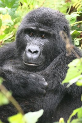 Mountain Gorilla