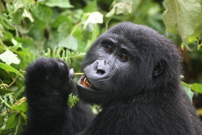 Mountain Gorilla - female