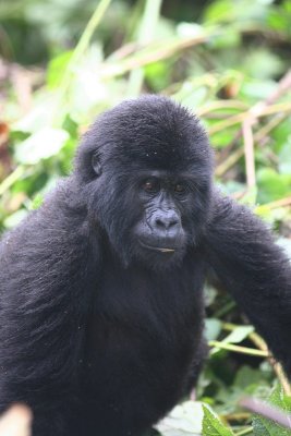Mountain Gorilla - baby