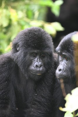 Mountain Gorilla - baby