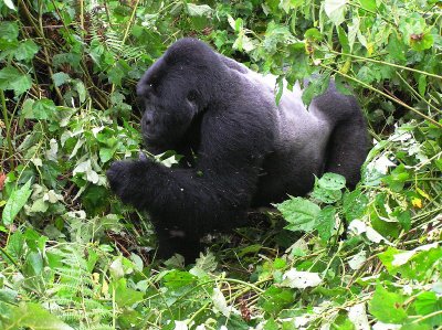 Mountain Gorilla - male