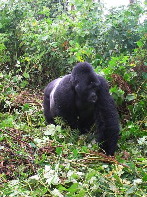 Mountain Gorilla - male
