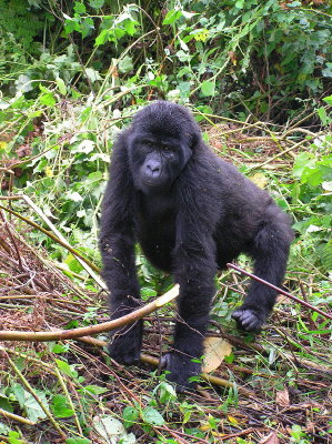 Mountain Gorilla - baby