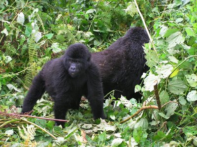 Mountain Gorilla - baby