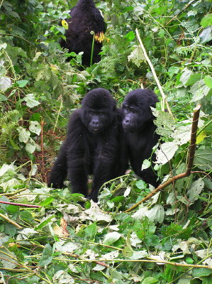 Mountain Gorilla - baby