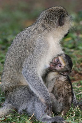 Vervet Monkey