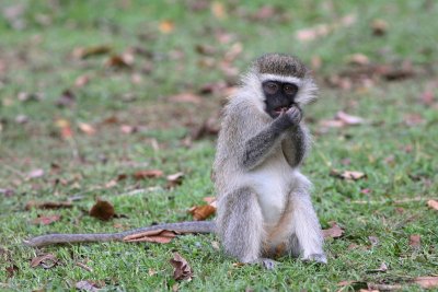 Vervet Monkey