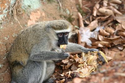 Vervet Monkey