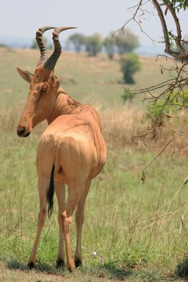 Jackson's Hartebeest