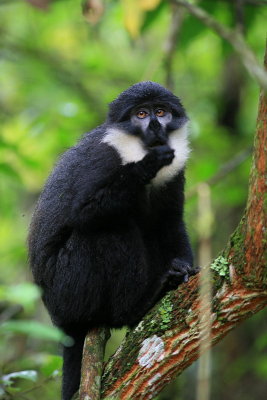l'Hoest's Monkey
