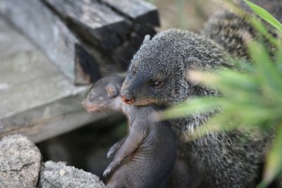 Mongoose