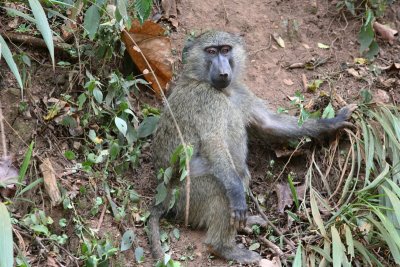 Mammals of Uganda 2007