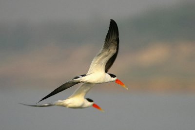 Chambal River