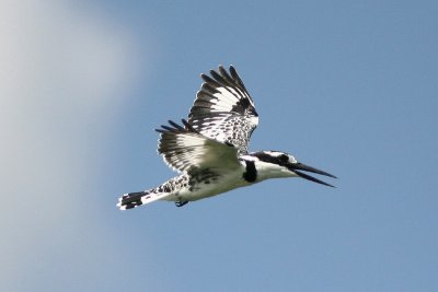 IMG_8737e_1.jpg