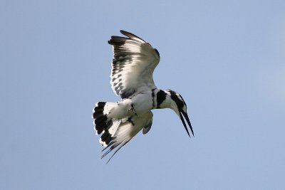 IMG_8743e_1.jpg