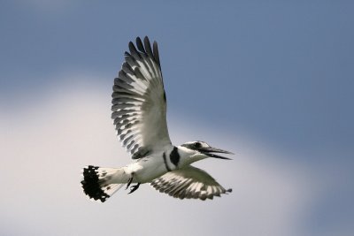 IMG_8904e_1.jpg