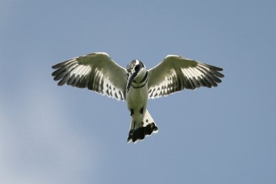 IMG_9658e_1.jpg