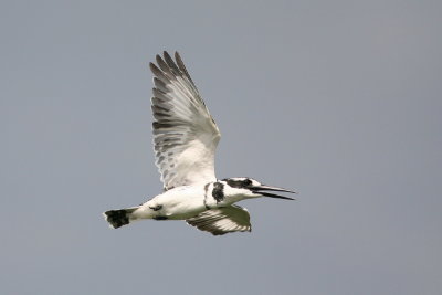 IMG_9676e_1.jpg