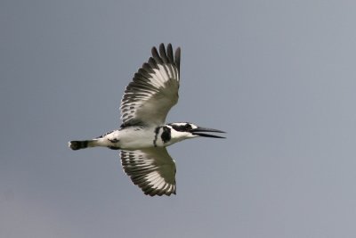 IMG_9677e_1.jpg