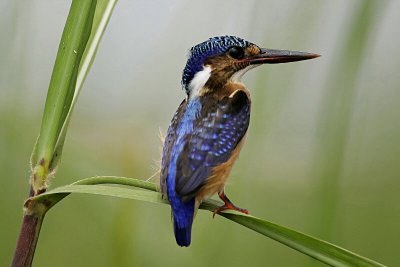 MB_008_1.jpg