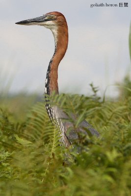 MB_011_1.jpg