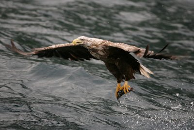 White-tailed Fish Eagle