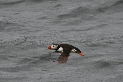 Atlantic Puffin, UK 2007