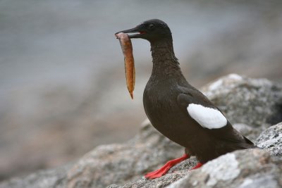 Black Guillemot