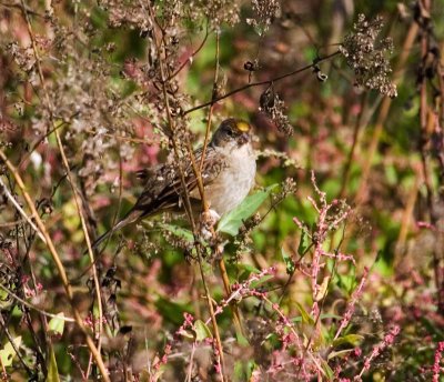 Golden Crowned Sparrow